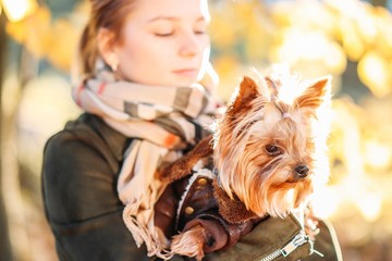 girl with a dog Yorkshire terrier in the sun in the autumn.