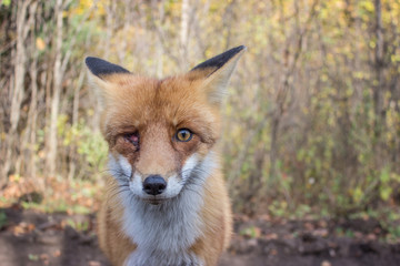 Naklejka na ściany i meble Poor One-Eyed Red Fox Looking at Camera Man