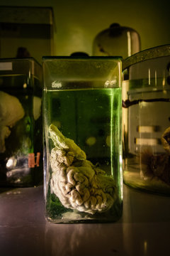 Animal brain in glass jar with formaldehyde in dark and creepy laboratory