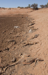  Drought kills thousands of kangaroos in Sturt National Park in the far north west of NSW. Australia.