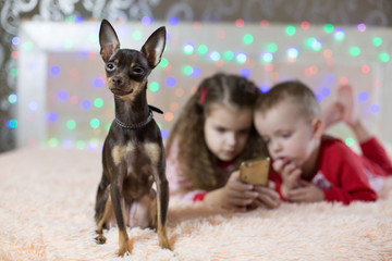 toy dog terrier is bored, children play the phone in the new year