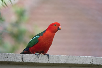King parrot