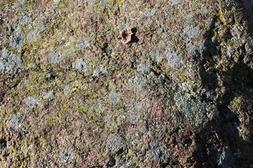 lichens on rock