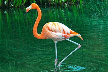 American Flamingo or Caribbean Flamingo (Phoenicopterus ruber)