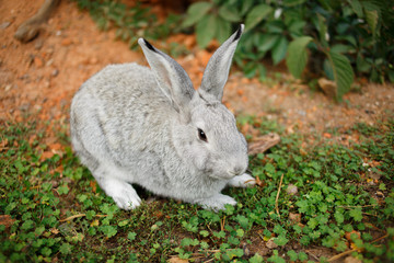rabbit in the grass