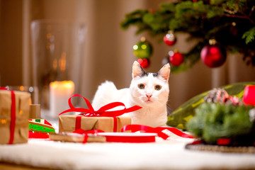 funny cat and christmas tree