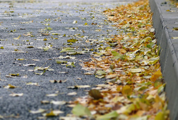 Autumn leaves on the edge of the road