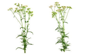 Fototapeta na wymiar Isolated Yarrow (Achillea millefolium) Flower Plant.