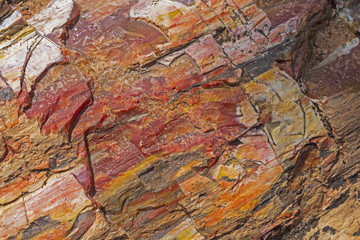Petrified Rock Close-up