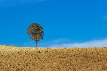 Autumn landscape with solitary tree, plowed ground and blue sky. Minimalist photography.