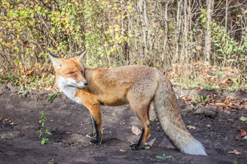 Wounded Vixen Looking Aside