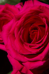hot pink rose 2