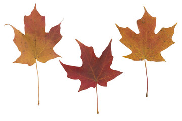 ISOLATED AUTUMN LEAVES ON WHITE BACKGROUND, CLIPPING PATH INCLUDED