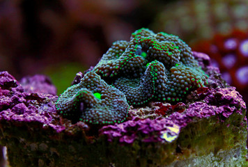 Ricordea mushroom coral , the Pacific underwater flower