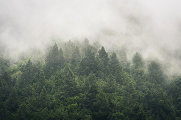 Obraz na płótnie Canvas trees in clouds, foggy fir forest in fog