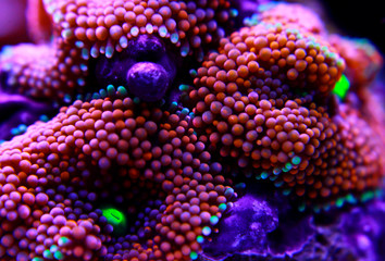Fototapeta premium Ricordea mushroom coral , the Pacific underwater flower