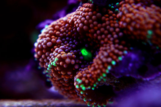 Ricordea mushroom coral , the Pacific underwater flower