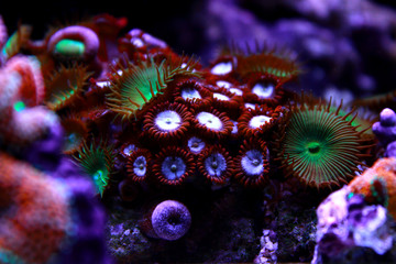 Colorful zoanthus polyp aquacultured in reef aquarium