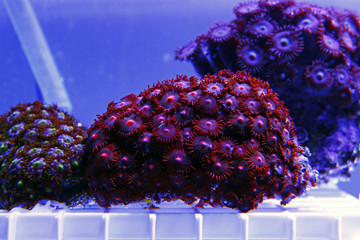 Colorful zoanthus polyp aquacultured in reef aquarium