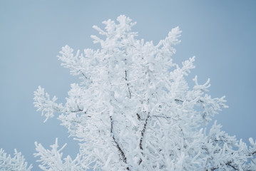 Frozen Ice Tree