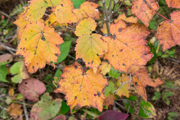 maple leaves in autumn