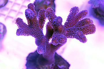 Fototapeta premium Milky Stylophora krótkie polipy koralowe