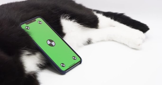 Green screen phone sitting on a cat