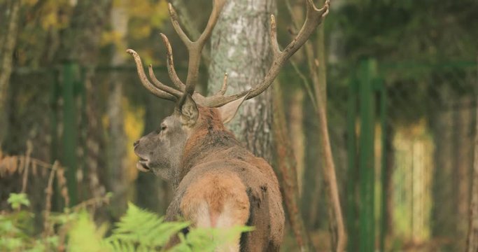 Belarus. Male European Red Deer Or Cervus Elaphus Have A Roar During Rut. Red Deer Inhabits Most Of Europe, Caucasus Mountains Region, Parts Of Asia. Male Deer Roaring In Autumn Forest