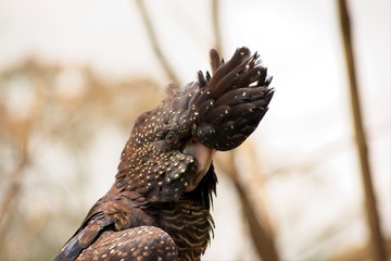 stunning portrait of a female red tailed black cockatoo
