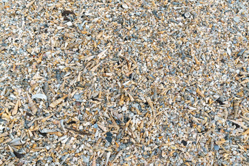 Seashells on ground.