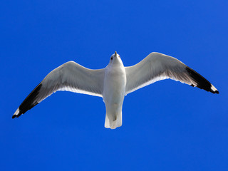 Mew Gull against blue sky.
