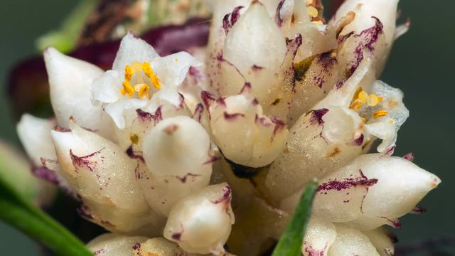 Time-lapse of Dodder (Cuscuta americana) a parasitic climber. Mites and small insects running on the stems and flower opening slowly. 