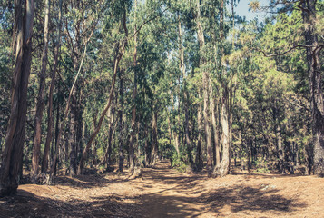 Obraz premium walkway in forest landscape - pathway in wilderness / nature
