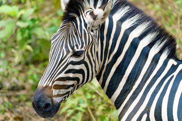 Zebra head shot.