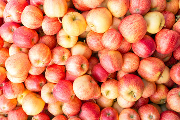 Pile of fresh apples.