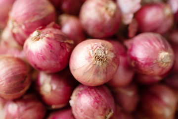 Red shallot onion, herb and spice, food ingredient