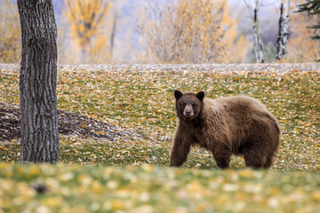 brown bear © Dan