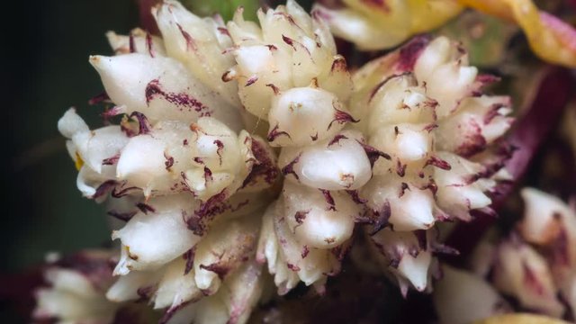 Time-lapse of Dodder (Cuscuta americana) a parasitic climber. Mites and small insects running on the stems and flower opening slowly. 