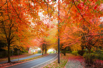 Maple Trees Foliage Lined Street during Fall Season