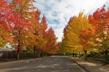 Fotobehang Herfst Sweetgum Trees gebladerte omzoomde straat tijdens het herfstseizoen