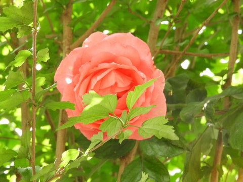Rosa 