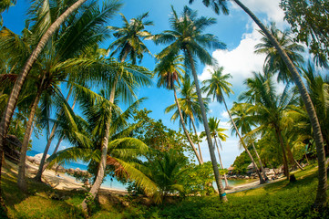 Fototapeta na wymiar Coconut palm trees in public beach under blue sky background