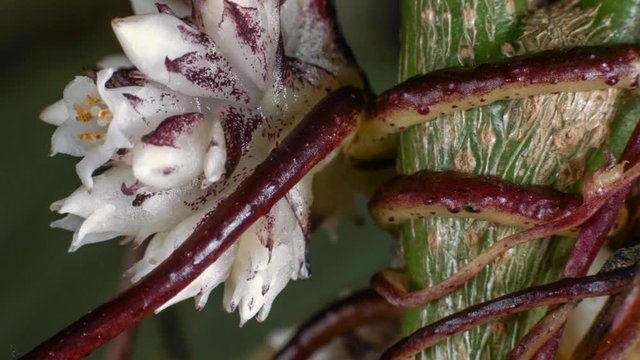 Time-lapse of Dodder (Cuscuta americana) a parasitic climber. Mites and small insects running on the stems and flower opening slowly. 
