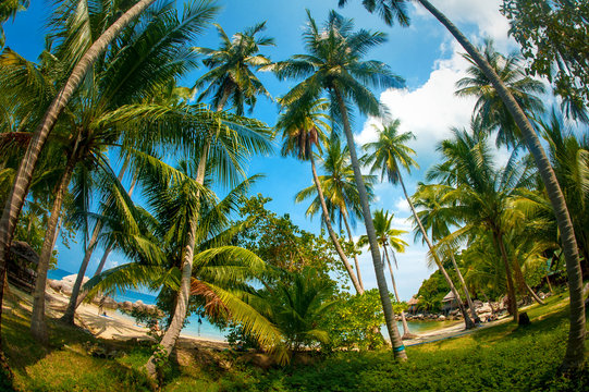Coconut palm trees in public beach under blue sky background