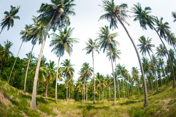 High coconut palm trees in public park on tropical island