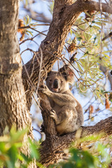 Koala sitting on a eucalyptus tree and looking at the camera