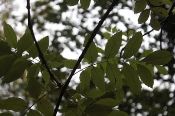 leaves