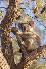 Koala sitting on a eucalyptus tree and looking at the camera