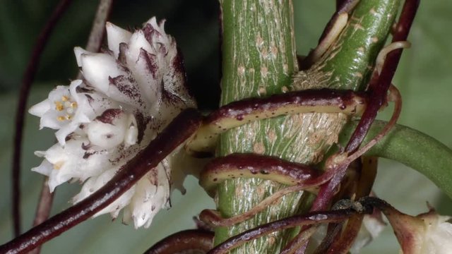 Time-lapse of Dodder (Cuscuta americana) a parasitic climber. Mites and small insects running on the stems and flower opening slowly. 