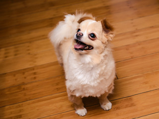Little funny dog looks with cunning eyes.